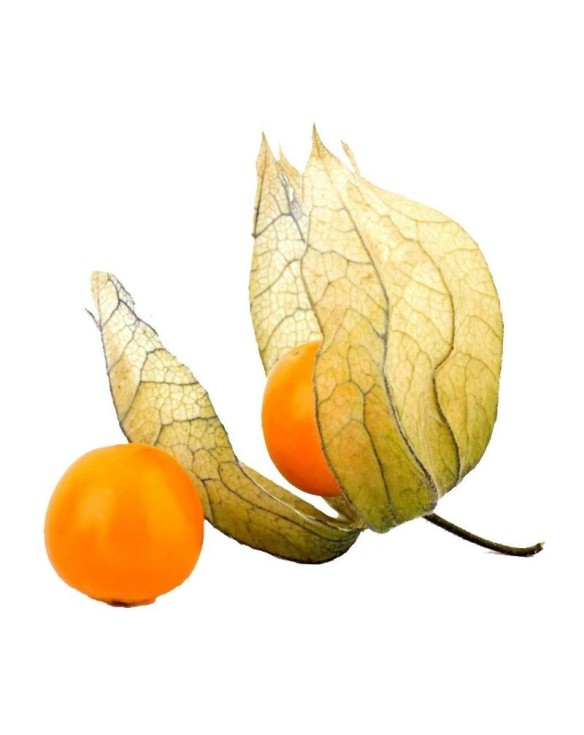 Physalis Fresca en Caja 100g