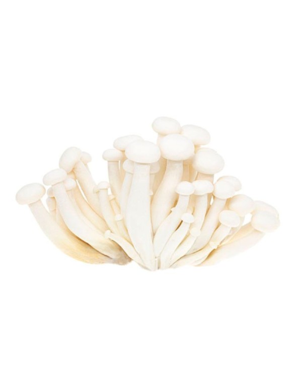 Shimeji Blanco 150g