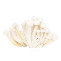 Shimeji Blanco 150g