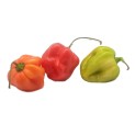 Chile Habanero 150g