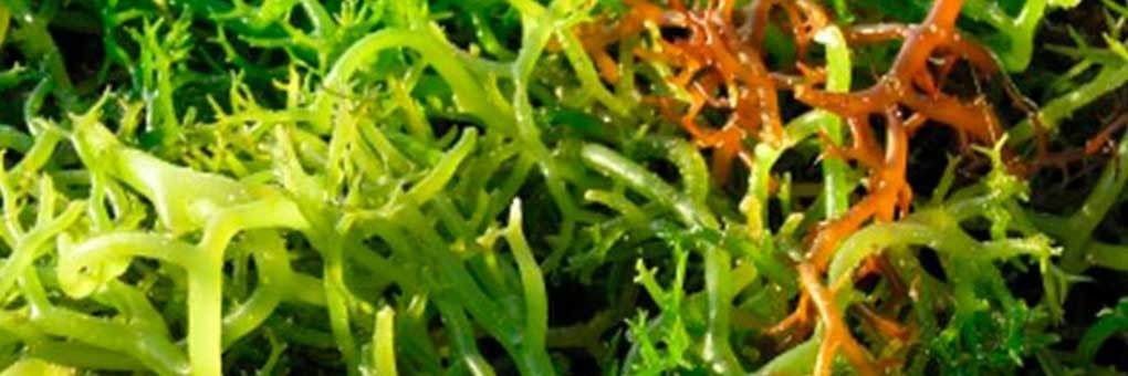 Comprar Algas agar agar